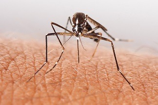 stich-komar